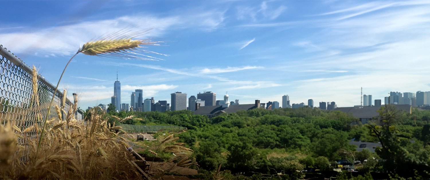 Close up of wheat with city in the background.