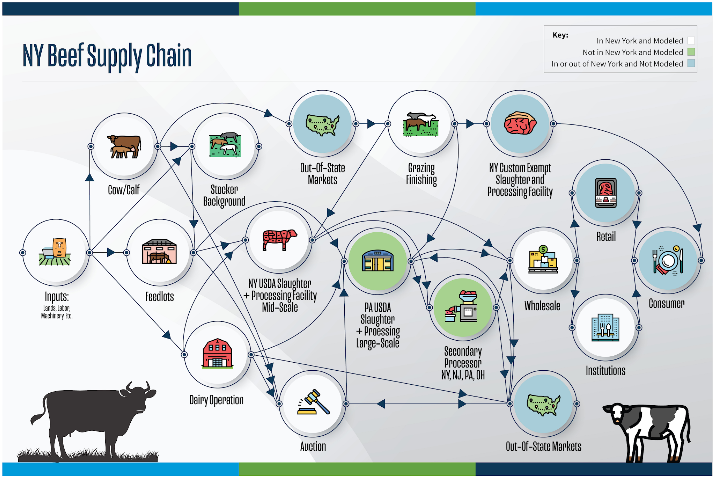 Infographic for New York beef supply chain